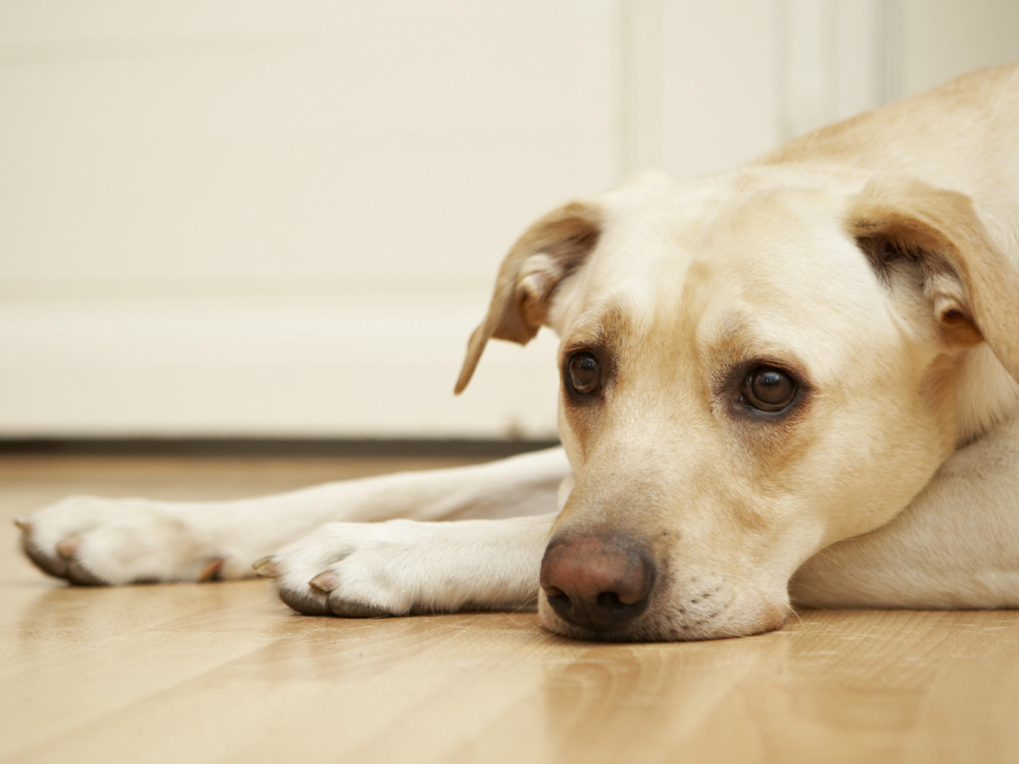 Krebs bei Hunden Anzeichen, an denen Sie einen Tumor rechtzeitig erkennen