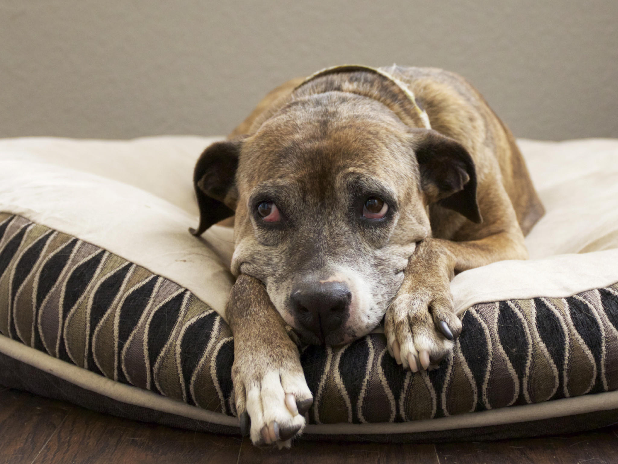 Krebs bei Hunden Anzeichen, an denen Sie einen Tumor rechtzeitig erkennen