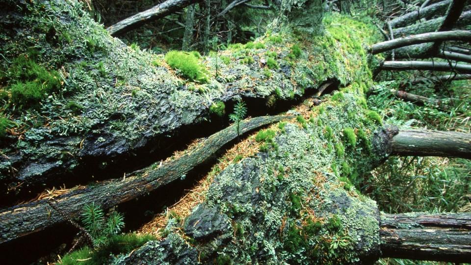 Der Harz - Dunkler Wald und lichte Höhen