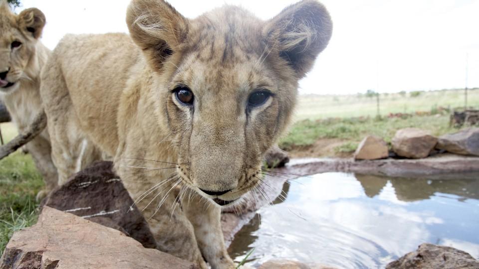 Zwei Löwen auf Reisen - Heimkehr nach Afrika