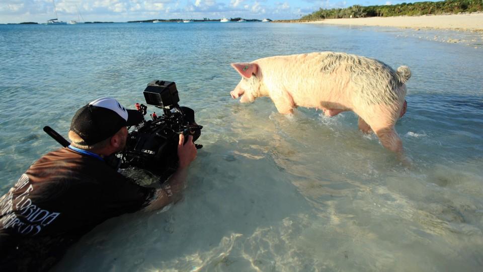 Die fabelhafte Welt der Schweine