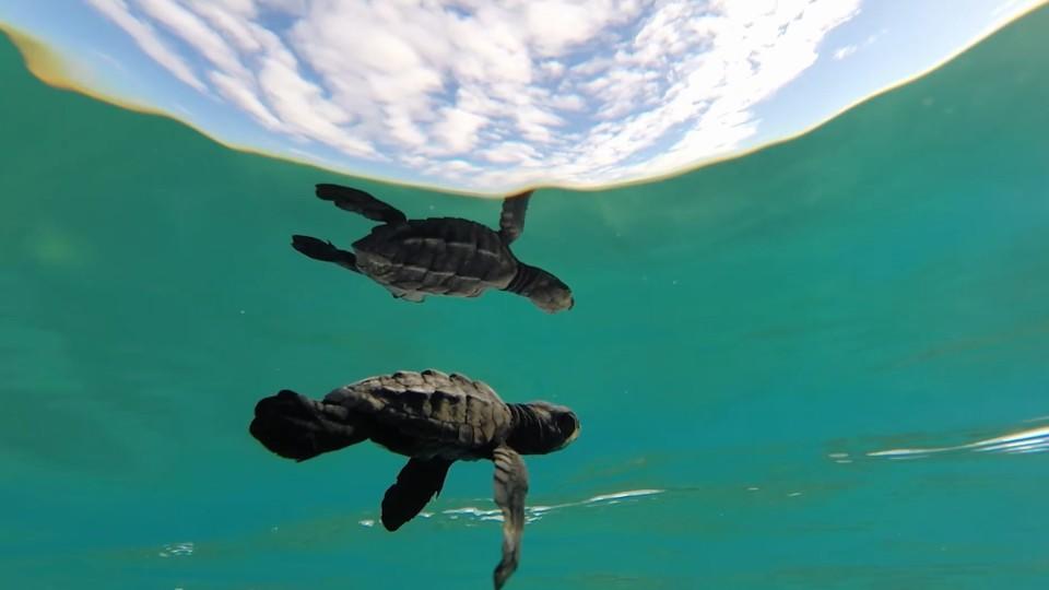 Meeresschildkröten - Eine ungewisse Zukunft