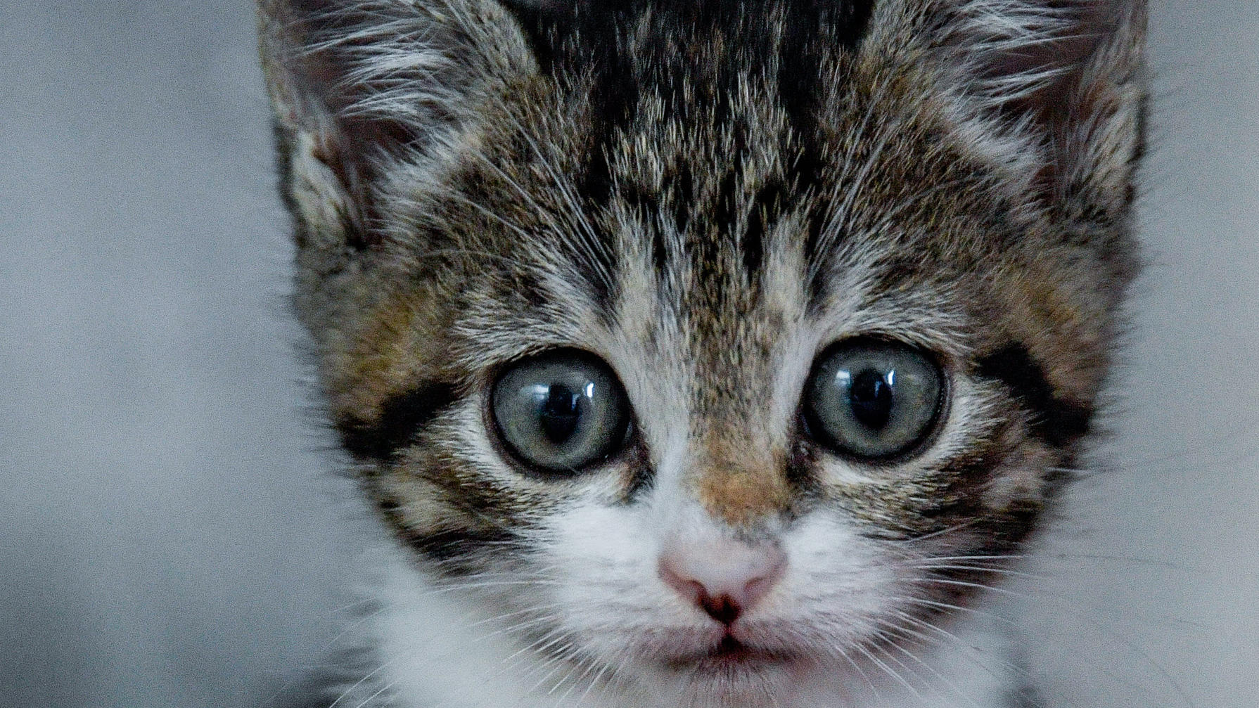 Neuseeland Ein Dorf will alle Katzen loswerden RTL.de