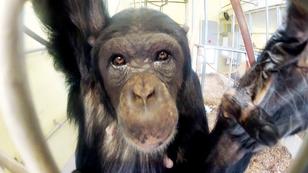 Der Schimpansen-Komplex