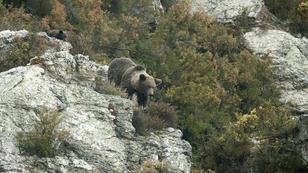 Im Reich der Bergbären