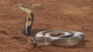 Schlangen - Besser als ihr Ruf
