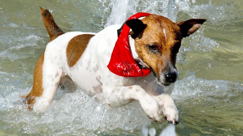 Partnersuche Mit Hund Partnersuche Mit Hund