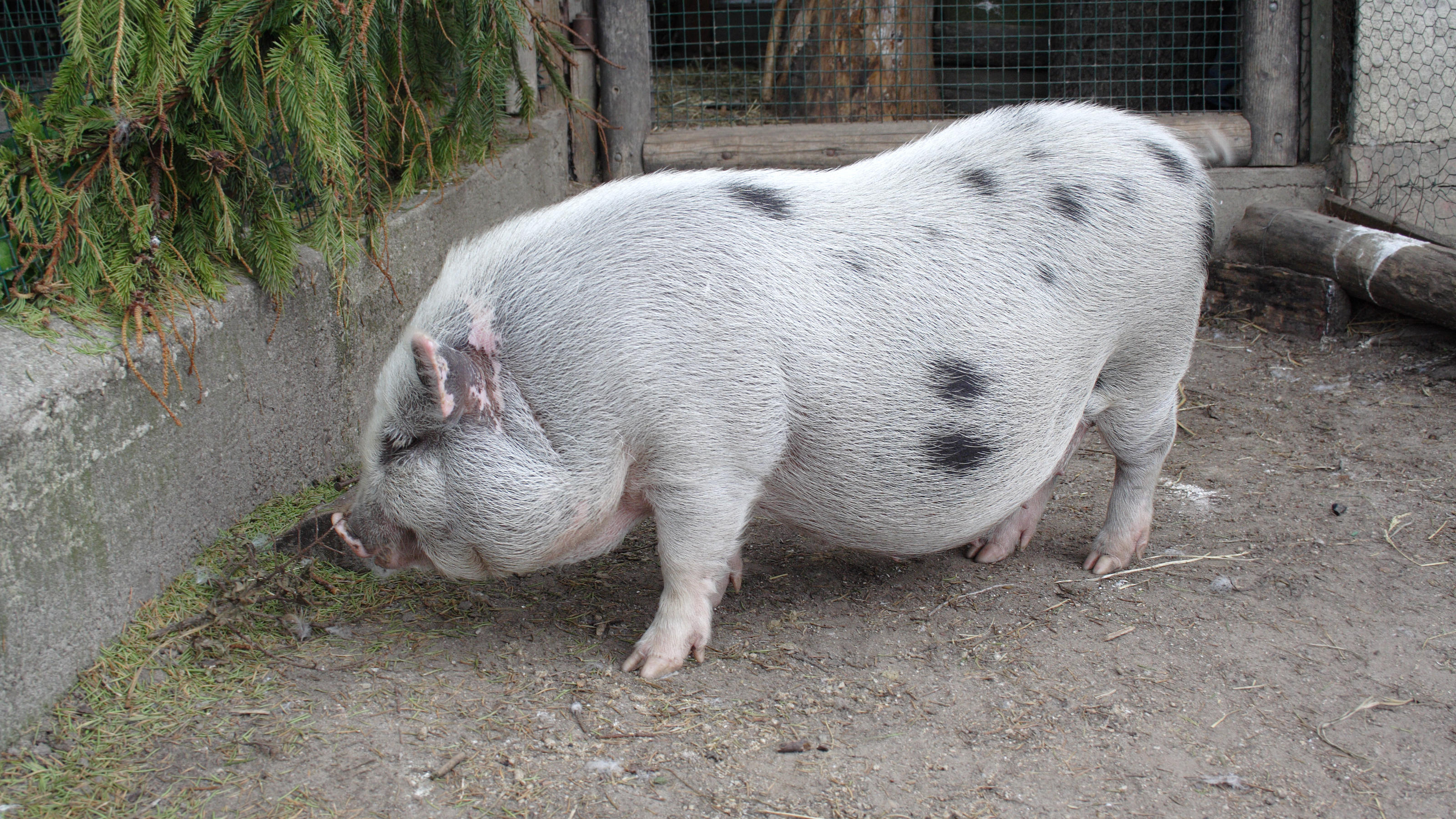 Schwein Geschlachtet Schwein Geschlachtet