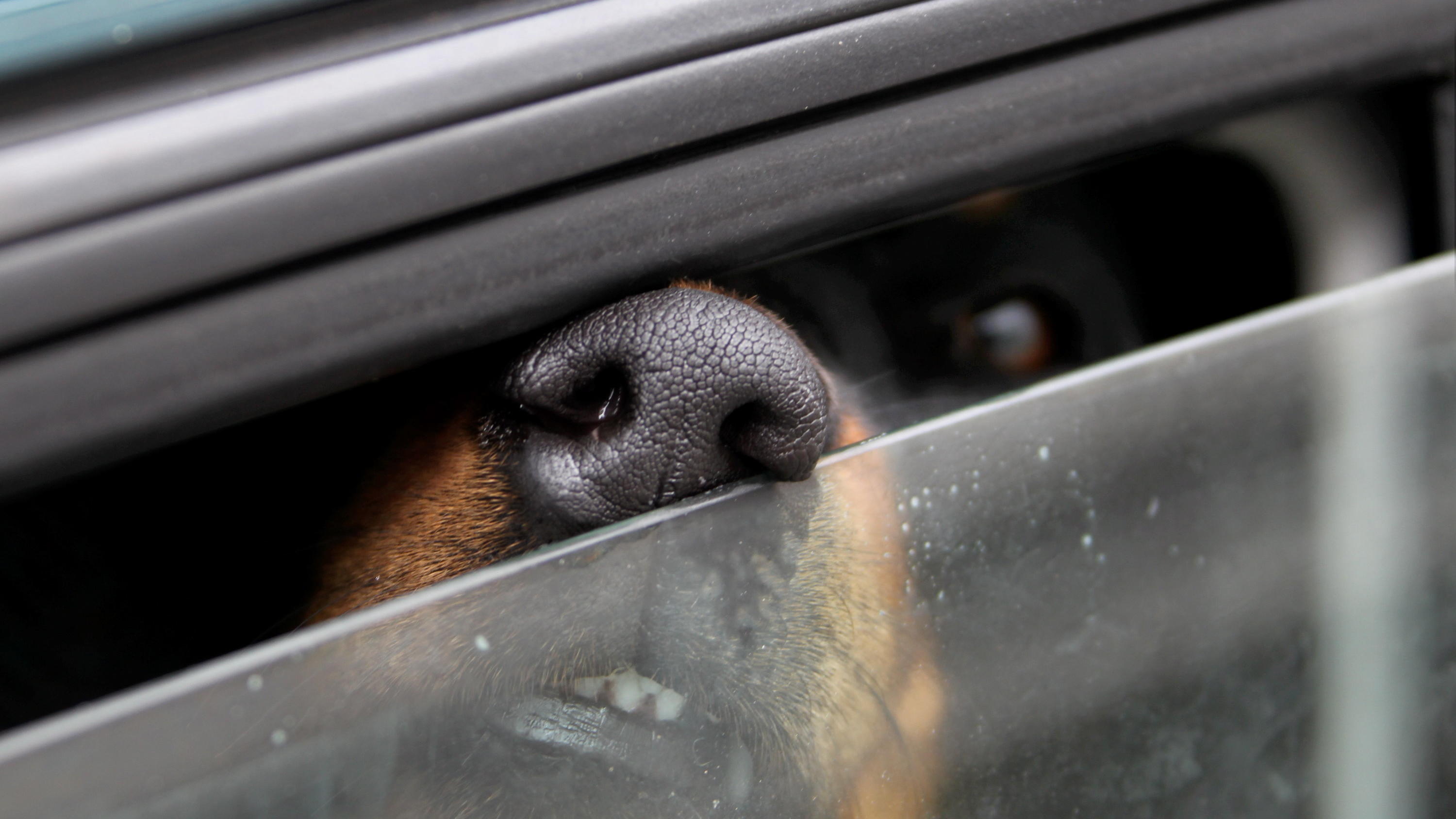 Wegen Hitze Polizei befreit Hund aus verschlossenem Auto Anzeige für