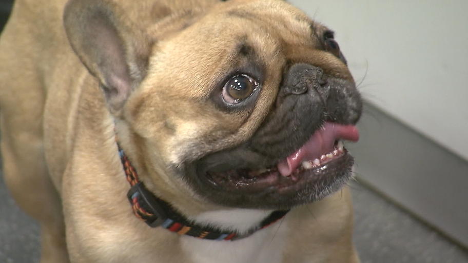 Diese Trendtiere sind überzüchtet Bulldogge, Mops & Co RTL.de