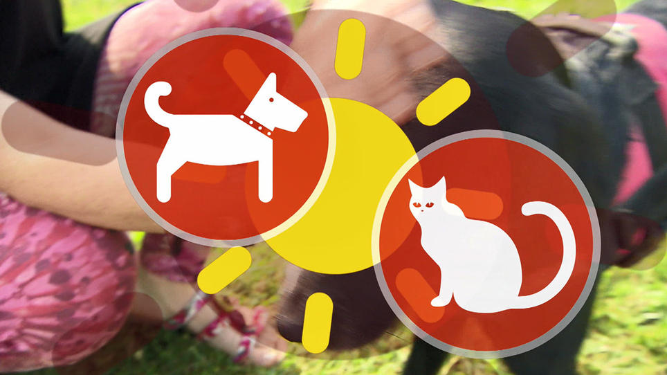 Haustiere im Sommer schützen Auch Hunde und Kanninchen können