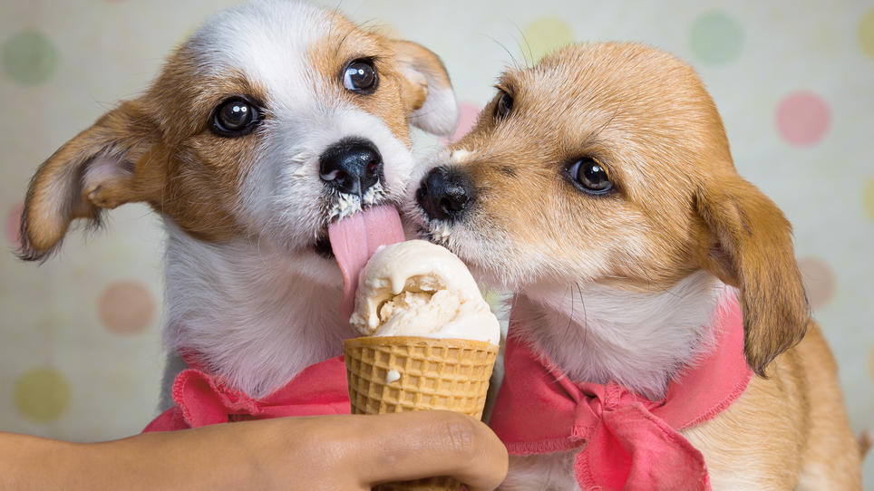 Eisdiele in Raststatt serviert Eis für Hunde! RTL.de