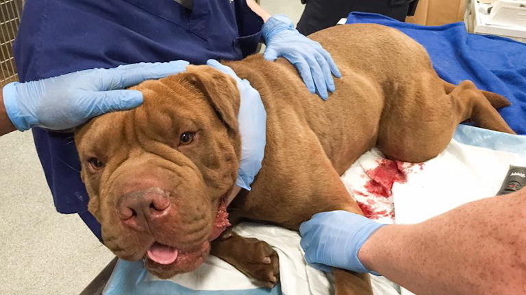 Polizisten bezahlen Krankenhausrechnung des Hundes Hund rettet