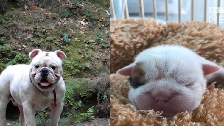 lidenskabelig Snazzy kort Ehepaar lässt toten Hund in Südkorea klonen: So sieht der "neue" Marlon aus