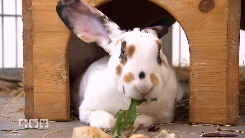 Die Fünf Häufigsten Futter Mythen