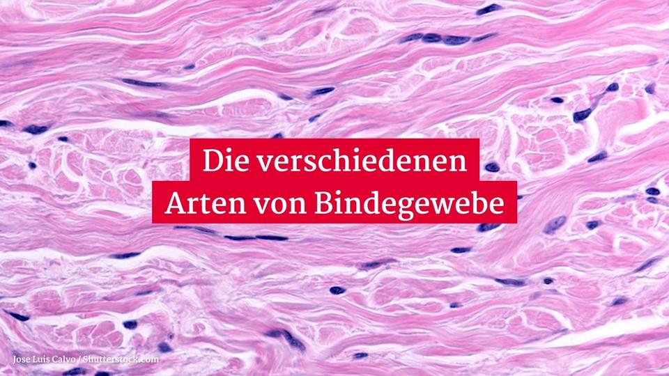 Gesundheitslexikon: Die verschiedenen Arten von Bindegewebe | RTL.de