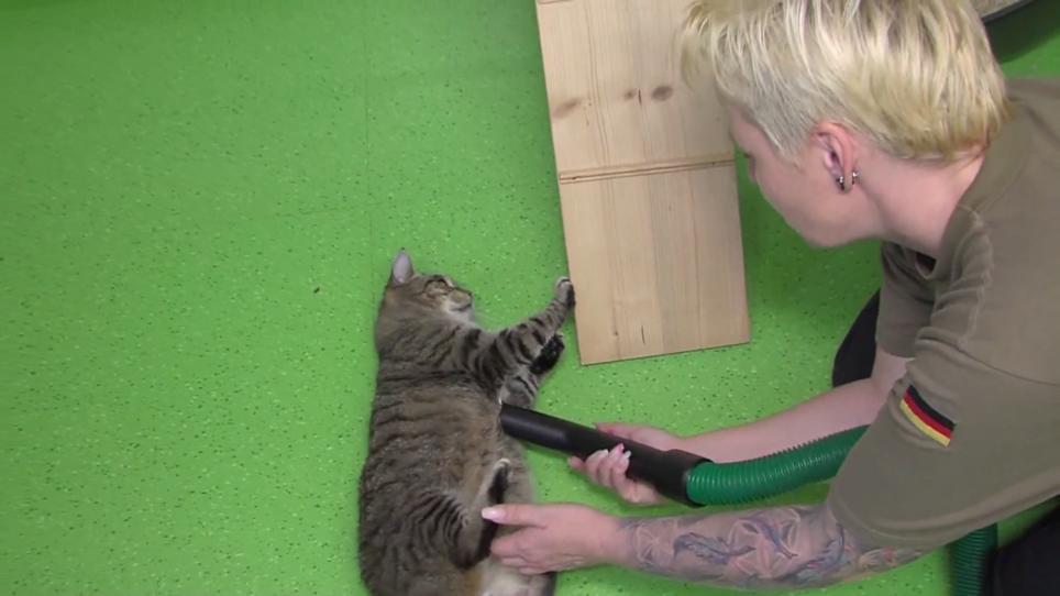 Wellness mal anders Dieser Kater lieeeebt es, abgesaugt zu werden RTL.de