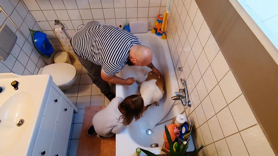 Mit Föhnen, bitte! Jetzt muss noch der Hund gebadet werden RTL