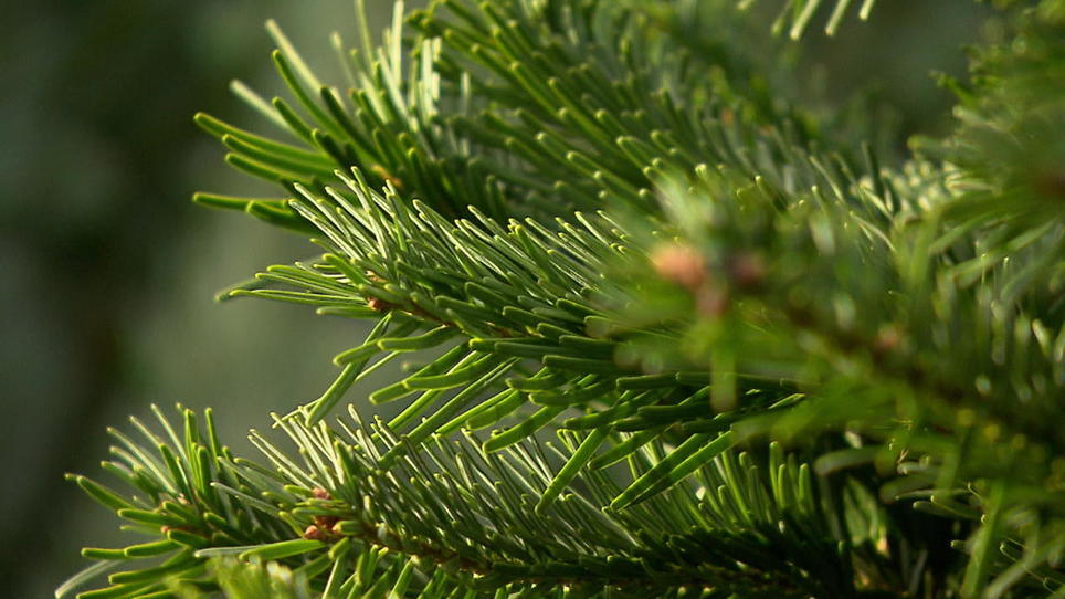 Oh Tannenbaum Wielange bleiben deine Blätter grün? RTL.de