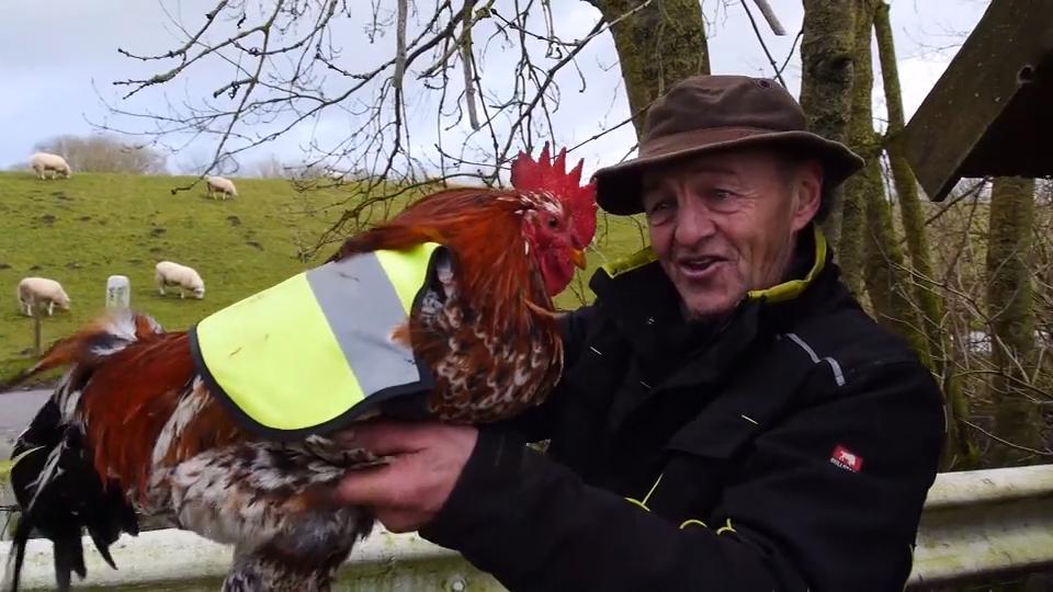 In Ostfriesland tragen Hühner Warnwesten