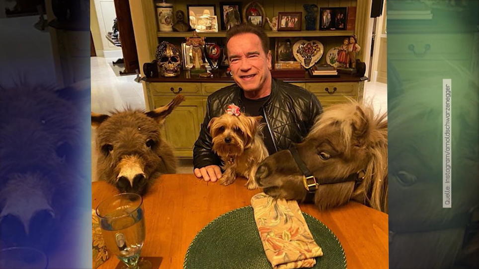 Arnold Schwarzenegger: Dinner mit Esel, Pony und Hund | RTL.de