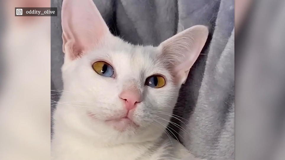 Katze mit zwei Augenfarben RTL.de