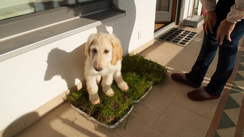 sofistikeret pence Statistisk Grünfläche für den Hund: Hunde-Pinkelstelle auf dem Balkon | RTL.de