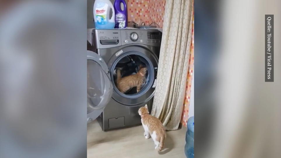 Katze In Waschmaschine