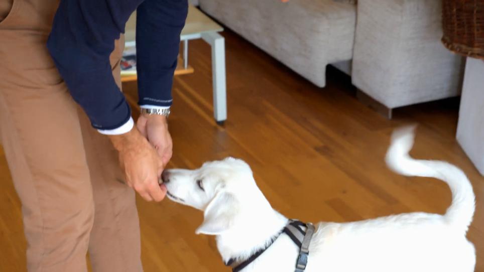 Tauschgeschäfte können helfen Wenn ein Hund seinen Knochen nicht