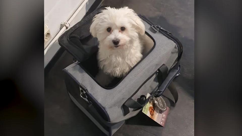 Nach SerbienUrlaub Familie verzweifelt Hund wird am Flughafen