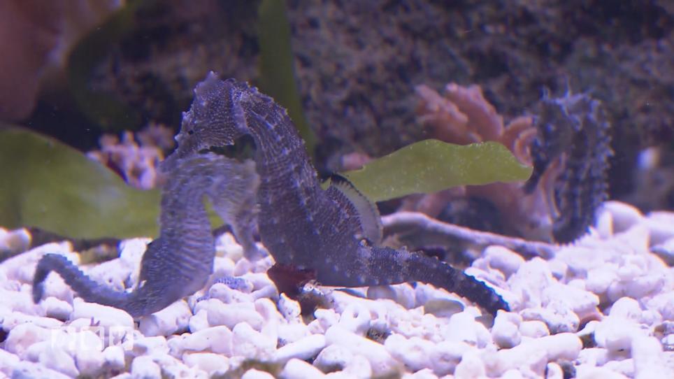 Faszination Seepferdchen Haltung Im Aquarium Rtl De