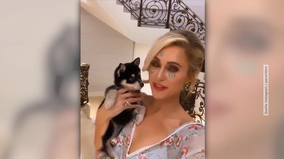 Paris Hilton: Freund hat ihr einen Hund zum Jahrestag ...