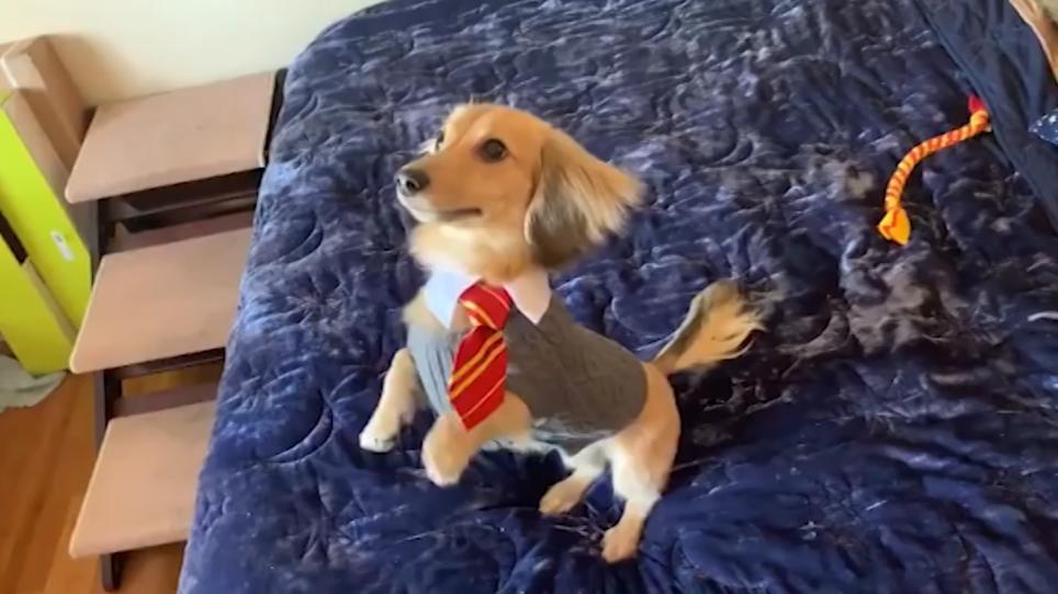 „Wingardium Leviosa“ statt „Mach Männchen“ Hund Remus hört auf