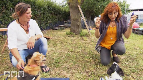 Mallorca Hunde Tierschutzdetektivin Judith Pein Unterwegs Rtlde 