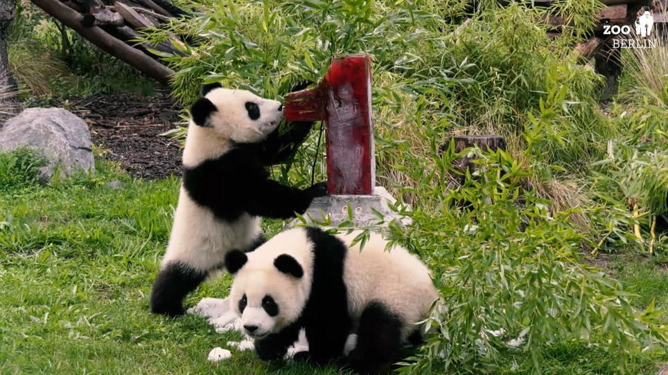 Berliner Zoo: Pandabären-Zwillinge Feiern 1. Geburtstag | RTL.de