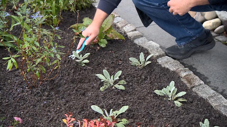 Grün statt Schotter sollen bepflanzt werden RTL.de