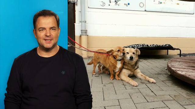 Die Unvermittelbaren: Ein Zuhause für ein Hunde-Duo - Image