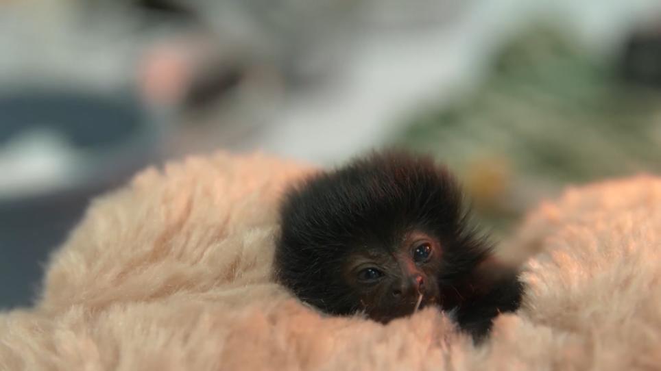 So süß! Verstoßenes BabyÄffchen hat ein neues Zuhause RTL.de