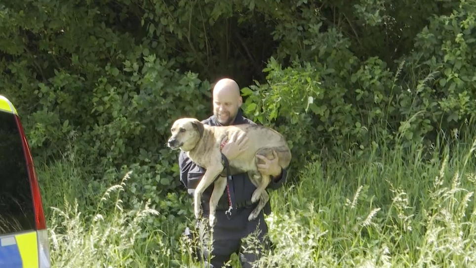 Fahrerin überschlägt Sich Bei Vollbremsung: Hund Rennt Auf Autobahn ...