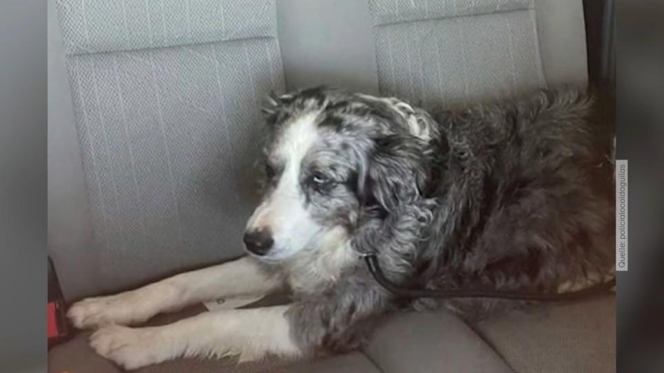 Kleines Wunder! Hund fällt von Yacht und schwimmt 185 Kilometer RTL.de