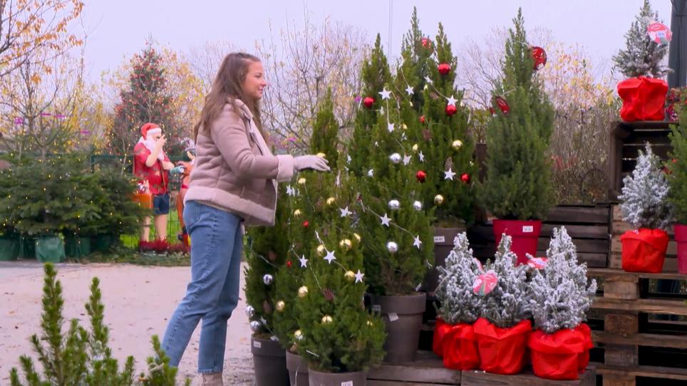 Das Große Weihnachtsbaum-ABC: Was Sie Beim Weihnachtsbaum-Kauf Beachten ...