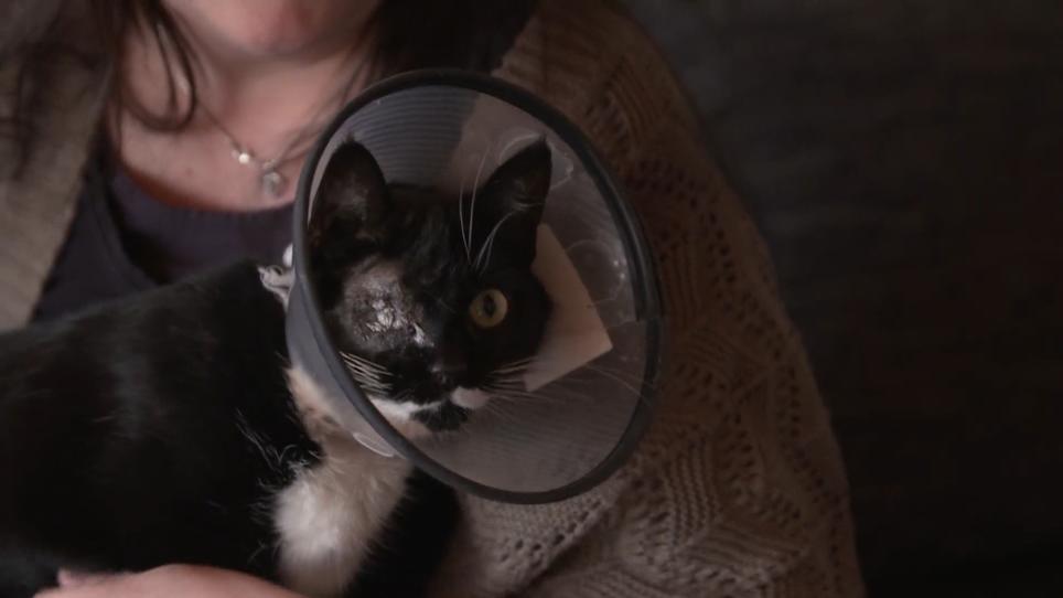 Schock für Vierbeiner: Unbekannter schießt Katze Auge raus