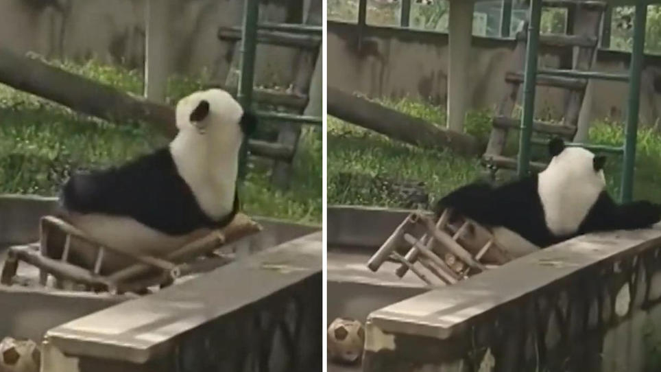 Panda fällt herunter GIF