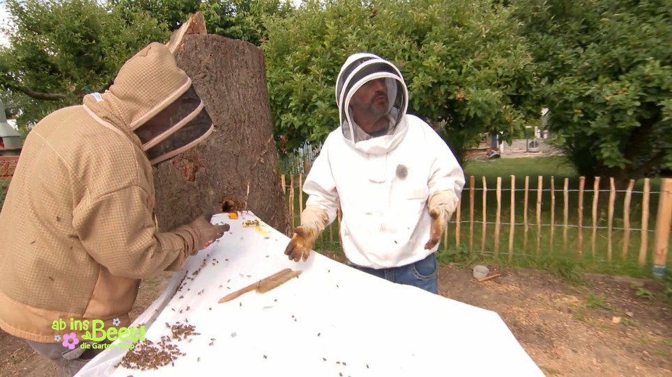 So klappt der Umzug nicht Die Bienenkönigin ist weg! RTL.de