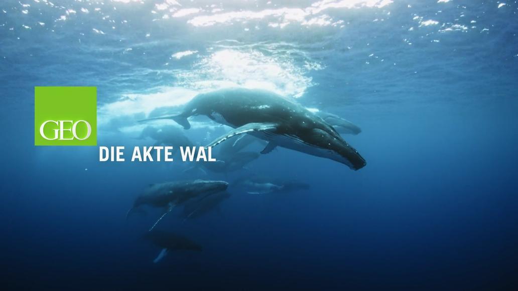 Die Akte Wal