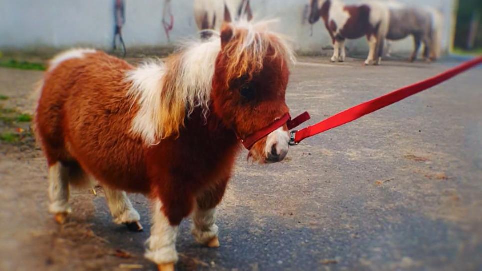 Wie Heißt Das Kleinste Pferd Der Welt www.rtl.de